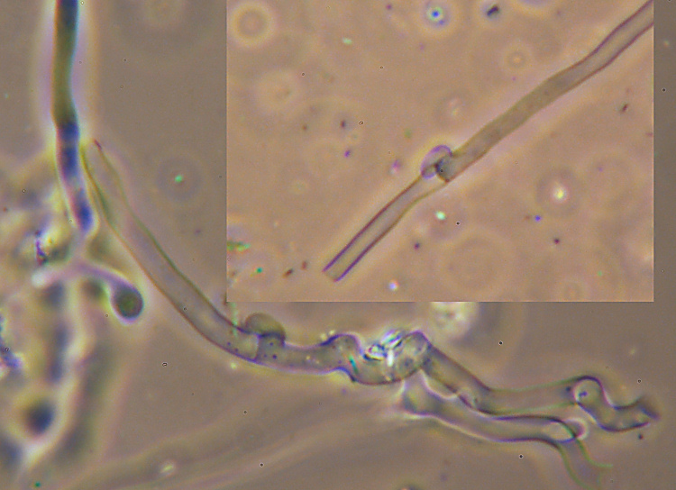 Poliporacea da det. (Skeletocutis percandida)